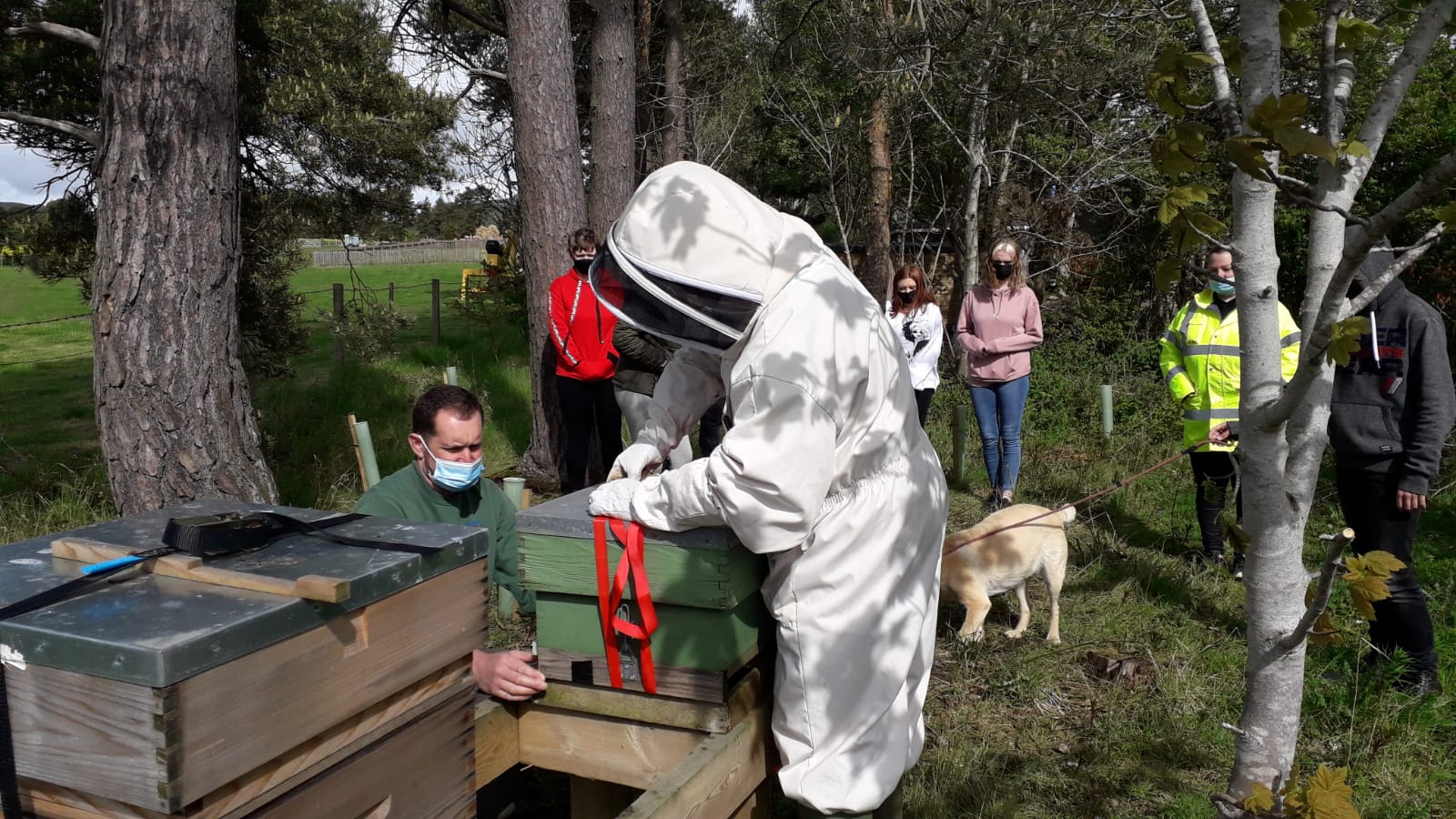 Person tending bee hive with onlookers